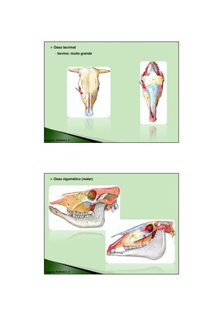 18/08/2010




      Osso lacrimal
        - bovino: muito grande




Imagens: POPESKO, P.




      Osso zigomático (malar)




Imagens: POPESKO, P.




                                         5
 