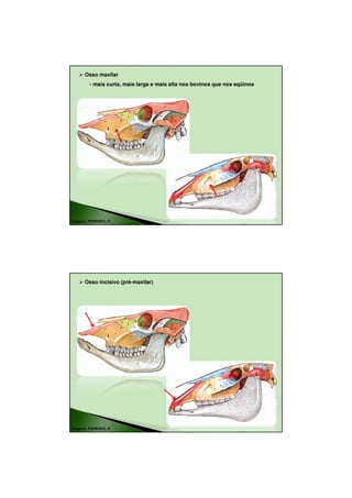 18/08/2010




      Osso maxilar
         - mais curta, mais larga e mais alta nos bovinos que nos eqüinos




Imagens: POPESKO, P.




      Osso incisivo (pré-maxilar)




Imagens: POPESKO, P.




                                                                                    6
 