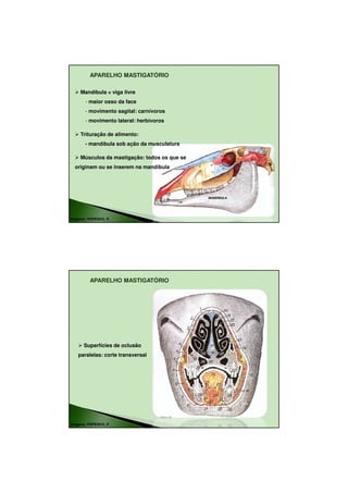 18/08/2010




         APARELHO MASTIGATÓRIO

     Mandíbula = viga livre
       - maior osso da face
       - movimento sagital: carnívoros
       - movimento lateral: herbívoros

     Trituração de alimento:
       - mandíbula sob ação da musculatura

     Músculos da mastigação: todos os que se
  originam ou se inserem na mandíbula




                                               MANDÍBULA




Imagens: POPESKO, P.




         APARELHO MASTIGATÓRIO




      Superfícies de oclusão
   paralelas: corte transversal




Imagens: POPESKO, P.




                                                                   7
 