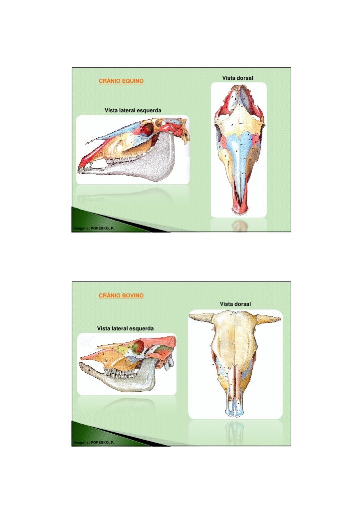 Osteologia Parte 2