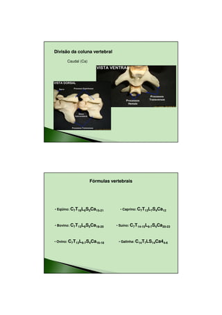 23/08/2010




Divisão da coluna vertebral

       Caudal (Ca)




                     Fórmulas vertebrais




• Eqüino: C7T18L6S5Ca15-21        • Caprino: C7T13L7S4Ca12



• Bovino: C7T13L6S5Ca18-20      • Suíno: C7T14-15L6-7S4Ca20-23



• Ovino: C7T13L6-7S4Ca16-18      • Galinha: C14T7LS14Ca44-6




                                                                        11
 