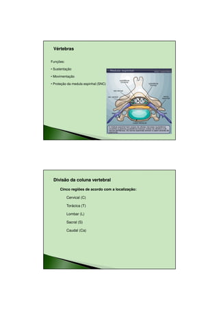23/08/2010




 Vértebras

Funções:

• Sustentação

• Movimentação

• Proteção da medula espinhal (SNC)




 Divisão da coluna vertebral

     Cinco regiões de acordo com a localização:

           Cervical (C)

           Torácica (T)

           Lombar (L)

           Sacral (S)

           Caudal (Ca)




                                                          2
 
