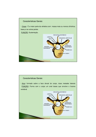 23/08/2010




       Características Gerais:
                       Gerais:

  ◦ Corpo: É a maior parte da vértebra com massa mais ou menos cilíndrica;
  base p/ as outras partes.
   FUNÇÃO: Sustentação.


                                                              ARCO




Imagens: http://www.sogab.com.br/anatomia/colunavertebraljonas.htm




       Características Gerais:
                       Gerais:

  ◦ Arco: formado sobre a face dorsal do corpo, duas metades laterais
    FUNÇÃO: Forma com o corpo um anel ósseo que envolve o forame
  vertebral


                                                              ARCO




Imagens: http://www.sogab.com.br/anatomia/colunavertebraljonas.htm




                                                                                     4
 