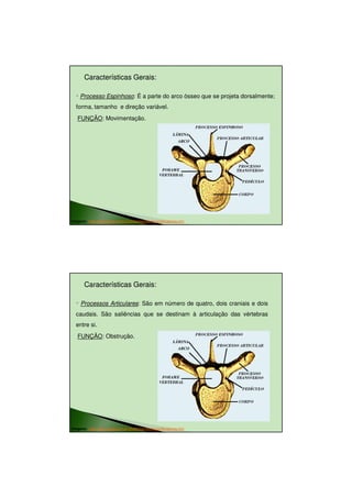 23/08/2010




       Características Gerais:
                       Gerais:

  ◦ Processo Espinhoso: É a parte do arco ósseo que se projeta dorsalmente;
  forma, tamanho e direção variável.
   FUNÇÃO: Movimentação.


                                                              ARCO




Imagens: http://www.sogab.com.br/anatomia/colunavertebraljonas.htm




       Características Gerais:
                       Gerais:

  ◦ Processos Articulares: São em número de quatro, dois craniais e dois
  caudais. São saliências que se destinam à articulação das vértebras
  entre si.
   FUNÇÃO: Obstrução.
                                                              ARCO




Imagens: http://www.sogab.com.br/anatomia/colunavertebraljonas.htm




                                                                                      5
 