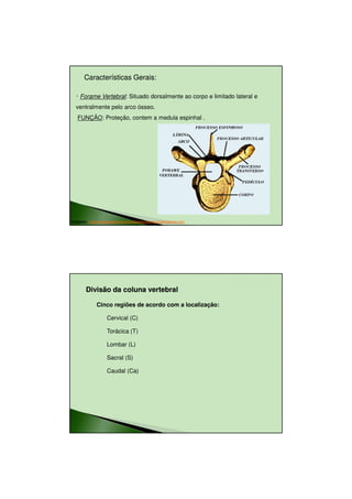 23/08/2010




       Características Gerais:
                       Gerais:

  ◦ Forame Vertebral: Situado dorsalmente ao corpo e limitado lateral e
  ventralmente pelo arco ósseo.
   FUNÇÃO: Proteção, contem a medula espinhal .


                                                              ARCO




Imagens: http://www.sogab.com.br/anatomia/colunavertebraljonas.htm




        Divisão da coluna vertebral

              Cinco regiões de acordo com a localização:

                    Cervical (C)

                    Torácica (T)

                    Lombar (L)

                    Sacral (S)

                    Caudal (Ca)




                                                                                  7
 