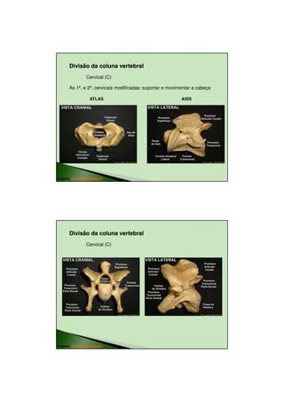 23/08/2010




        Divisão da coluna vertebral
                   Cervical (C)

        As 1ª. e 2ª. cervicais modificadas: suportar e movimentar a cabeça

                      ATLAS                                 AXIS




Imagens: http://www.icb.ufmg.br




        Divisão da coluna vertebral
                   Cervical (C)




Imagens: http://www.icb.ufmg.br




                                                                                     8
 