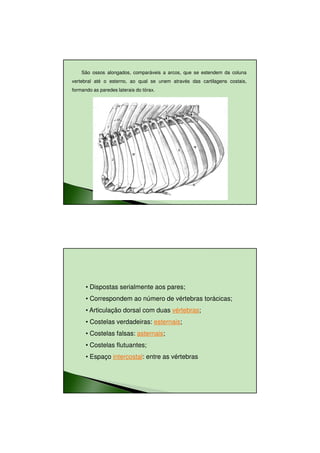 26/08/2010




    São ossos alongados, comparáveis a arcos, que se estendem da coluna
vertebral até o esterno, ao qual se unem através das cartilagens costais,
formando as paredes laterais do tórax.




      • Dispostas serialmente aos pares;
      • Correspondem ao número de vértebras torácicas;
      • Articulação dorsal com duas vértebras;
      • Costelas verdadeiras: esternais;
      • Costelas falsas: asternais;
      • Costelas flutuantes;
      • Espaço intercostal: entre as vértebras




                                                                                    2
 