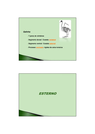 26/08/2010




Galinha

    •   7 pares de vértebras

    •   Segmento dorsal / Costela vertebral

    •   Segmento ventral / Costela esternal

    •   Processo uncinado: rigidez da caixa torácica




                     ESTERNO




                                                               6
 