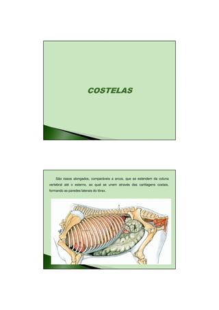 26/08/2010




    São ossos alongados, comparáveis a arcos, que se estendem da coluna
vertebral até o esterno, ao qual se unem através das cartilagens costais,
formando as paredes laterais do tórax.




                                                                                    1
 