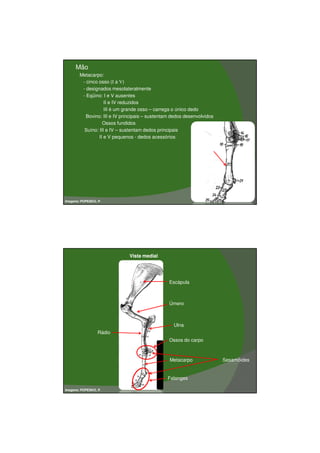 03/03/2011




    •   Mão
        Metacarpo:
         - cinco osso (I a V)
         - designados mesolateralmente
         - Eqüino: I e V ausentes
                    II e IV reduzidos
                    III é um grande osso – carrega o único dedo
         - Bovino: III e IV principais – sustentam dedos desenvolvidos

                   Ossos fundidos
         -Suíno: III e IV – sustentam dedos principais

                 II e V pequenos - dedos acessórios

                                                              Metacarpo




Imagens: POPESKO, P.




                               Vista medial




                                                 Escápula



                                                 Úmero



                                                   Ulna
                  Rádio
                                                 Ossos do carpo



                                                 Metacarpo                Sesamóides


                                                Falanges

Imagens: POPESKO, P.




                                                                                              11
 