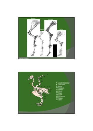03/03/2011




                       Bovino
                                        Eqüino




                                Ovino                 Suíno




Imagens: POPESKO, P.




                                                 3. Fúrcula(clavículas)
                                                 4. Coracoides
                                                 9. Dedos
                                                 19. Escápula
                                                 21. Úmero
                                                 22. Ulna)
                                                 23. Rádio
                                                 24. Carpo
                                                 25. Metacarpo
                                                 26. Dedos
                                                 27. Álula




                                                                                 12
 
