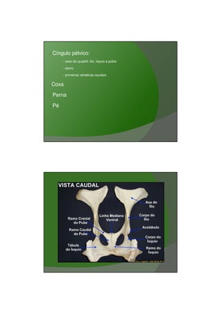 03/03/2011




•   Cíngulo pélvico:
         - osso do quadril: ílio, ísquio e púbis

         - sacro

         - primeiras vértebras caudais

•   Coxa

•   Perna

•   Pé




                                                          14
 