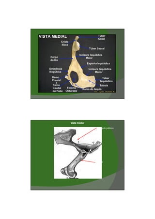 03/03/2011




Vista medial

                Cíngulo pélvico




               Fêmur




                                         15
 