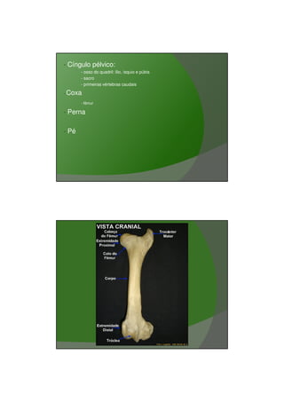 03/03/2011




•   Cíngulo pélvico:
         - osso do quadril: ílio, ísquio e púbis
         - sacro
         - primeiras vértebras caudais

•   Coxa
         - fêmur

•   Perna

•   Pé




                                                          16
 