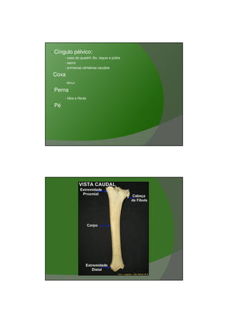 03/03/2011




•   Cíngulo pélvico:
         - osso do quadril: ílio, ísquio e púbis
         - sacro
         - primeiras vértebras caudais

•   Coxa
         - fêmur

•   Perna
         - tíbia e fíbula

•   Pé




                                                          17
 