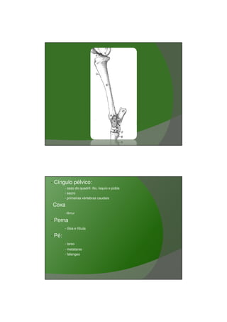 03/03/2011




                                            Vista medial




•   Cíngulo pélvico:
          - osso do quadril: ílio, ísquio e púbis
          - sacro
          - primeiras vértebras caudais

•   Coxa
          - fêmur

•   Perna
          - tíbia e fíbula

•   Pé:
          - tarso
          - metatarso
          - falanges




                                                                  18
 