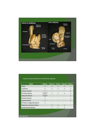 03/03/2011




        Ossos do carpo presentes nas diferentes espécies


                     Osso            Eqüino          Bovino   Ovino   Caprino Suíno
     Talus                                x            x        x       x       x
     Calcâneo                             x            x        x       x       x
     Társico central                      x                                     x
                                    Ocasionalmente
     Primeiro társico                 separado         x        x       x       x
                                    Ocasionalmente
     Segundo társico                  separado                                  x
     Terceiro társico                     x                                     x
     Quarto társico                       x                                     x
     Primeiro e segundo társico           x
     Segundo e terceiro társico                        x        x       x
     Quatrocentral társico                             x        x       x




Fonte: Getty, 1986




                                                                                             19
 