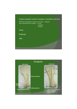03/03/2011




       •   Cíngulo escapular (ombro): escápula, coracóide e clavícula
           Mamíferos quadrúpedes: suporte e locomoção → escápula
           Aves: desenvolvimento completo → fúrcula
                                             coracóide
                                             escápula


       •   Braço

       •   Antebraço

       •   Mão




                                     Escápula
                Vista medial                                    Vista lateral




                               Fossa da escápula
                                                          5


            Colo

    Processo
    coracóide

                               Cavidade glenóide
      Tuberosidade escapular                              1 - Espinha escapular (tuberosidade)
                                                          2 - Fossa supra espinhosa
                                                          3 - Fossa infra espinhosa
                                                          4 - Cavidade glenóide
                                                          5 - Acrômio
D




                                                                                                         2
 
