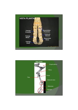 03/03/2011




        Vista medial

                           Cíngulo pélvico



                          Fêmur



                       Fíbula
Tíbia

                        Ossos do tarso




                         Metacarpo

                       Falanges




                                                    22
 