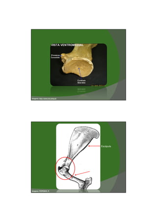 03/03/2011




Imagens: http://www.icb.ufmg.br




                                          Escápula




                                  Úmero




Imagens: POPESKO, P.




                                                             3
 