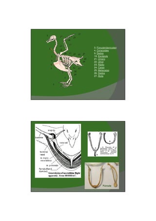 03/03/2011




3. Fúrcula(clavículas)
4. Coracoides
9. Dedos
19. Escápula
21. Úmero
22. Ulna)
23. Rádio
24. Carpo
25. Metacarpo
26. Dedos
27. Álula




        Fúrcula




                                 4
 