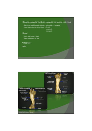 03/03/2011




   •    Cíngulo escapular (ombro): escápula, coracóide e clavícula
          Mamíferos quadrúpedes: suporte e locomoção → escápula
          Aves: desenvolvimento completo → fúrcula
                                            coracóide
                                            escápula
   •    Braço
          Único osso longo: Úmero
          Aves: maior osso da asa


   •   Antebraço
   •    Mão




Imagens: http://www.icb.ufmg.br




                                                                             5
 