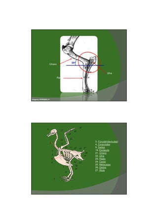 03/03/2011




                                   55o
                   Úmero


                                                    Ulna
                           Rádio




Imagens: POPESKO, P.




                                         3. Fúrcula(clavículas)
                                         4. Coracoides
                                         9. Dedos
                                         19. Escápula
                                         21. Úmero
                                         22. Ulna
                                         23. Rádio
                                         24. Carpo
                                         25. Metacarpo
                                         26. Dedos
                                         27. Álula




                                                                          6
 