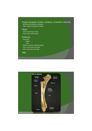 03/03/2011




   •   Cíngulo escapular (ombro): escápula, coracóide e clavícula
        Mamíferos domésticos: escápula
        Aves: cíngulo escapular completo

   •   Braço
        Único osso longo: Úmero
        Aves: maior osso da asa

   •   Antebraço
        Dois osso:
           - Rádio
           - Ulna
        Eqüino e bovinos: ossos fundidos
        Suíno: ulna maior que radio
        Aves: ulna maior que rádio

   •   Mão




Imagens: http://www.icb.ufmg.br




                                                                            7
 