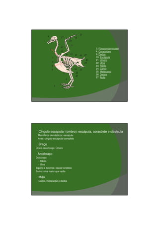 03/03/2011




                                             3. Fúrcula(clavículas)
                                             4. Coracoides
                                             9. Dedos
                                             19. Escápula
                                             21. Úmero
                                             22. Ulna
                                             23. Rádio
                                             24. Carpo
                                             25. Metacarpo
                                             26. Dedos
                                             27. Álula




•     Cíngulo escapular (ombro): escápula, coracóide e clavícula
     Mamíferos domésticos: escápula
     Aves: cíngulo escapular completo

•     Braço
    Único osso longo: Úmero

•    Antebraço
    Dois osso:
      - Rádio
      - Ulna
    Eqüino e bovinos: ossos fundidos
    Suíno: ulna maior que radio

•     Mão
      Carpo, metacarpo e dedos




                                                                              8
 