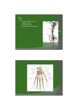 03/03/2011




•   Mão
    Carpo:
        - homólogo ao pulso humano
        - pequenos ossos
        - em gral oito ossos
        - duas fileiras: proximal e distal
                                                Rádio

                                                              Ulna
                                             Ossos do carpo




                                                                             9
 