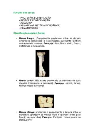 Funções dos ossos:
- PROTEÇÃO, SUSTENTAÇÃO
- RIGIDEZ E CONFORMAÇÃO
- ALAVANCA
- ARMAZENAR MATÉRIA INORGÂNICA
- HEMATOPOIESE
Classificação quanto à forma:
• Ossos longos: Comprimento predomina sobre as demais
dimensões (alavancas e sustentação), apresenta também
uma cavidade medular. Exemplo: tíbia, fêmur, rádio, úmero,
metatarsos e metacarpos.
• Ossos curtos: Não existe predomínio de nenhuma de suas
divisões (resistência a pressões). Exemplo: carpos, tarsos,
falange média e proximal.
• Ossos planos: predomina o comprimento e largura sobre a
espessura (proteção de órgãos vitais e grandes áreas para
fixação de músculos). Exemplo: Escápula, ossos planos do
crânio, pelve.
 