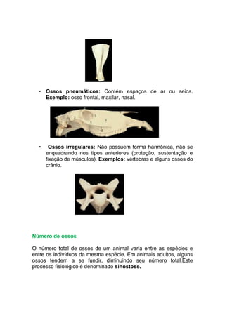 • Ossos pneumáticos: Contém espaços de ar ou seios.
Exemplo: osso frontal, maxilar, nasal.
• Ossos irregulares: Não possuem forma harmônica, não se
enquadrando nos tipos anteriores (proteção, sustentação e
fixação de músculos). Exemplos: vértebras e alguns ossos do
crânio.
Número de ossos
O número total de ossos de um animal varia entre as espécies e
entre os indivíduos da mesma espécie. Em animais adultos, alguns
ossos tendem a se fundir, diminuindo seu número total.Este
processo fisiológico é denominado sinostose.
 