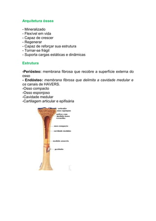 Arquitetura óssea
- Mineralizado
- Flexível em vida
- Capaz de crescer
- Regenerar
- Capaz de reforçar sua estrutura
- Tornar-se frágil
- Suporta cargas estáticas e dinâmicas
Estrutura
-Periósteo: membrana fibrosa que recobre a superfície externa do
osso
- Endósteo: membrana fibrosa que delimita a cavidade medular e
os canais de HAVERS.
-Osso compacto
-Osso esponjoso
-Cavidade medular
-Cartilagem articular e epifisária
 