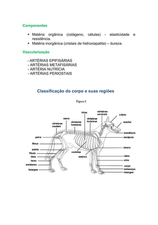 Componentes
 Matéria orgânica (colágeno, células) - elasticidade e
resistência.
 Matéria inorgânica (cristais de hidroxiapatita) – dureza.
Vascularização
- ARTÉRIAS EPIFISÁRIAS
- ARTÉRIAS METAFISÁRIAS
- ARTÉRIA NUTRÍCIA
- ARTÉRIAS PERIOSTAIS
Classificação do corpo e suas regiões
 