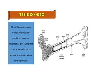 El tejido óseo es una
variedad de tejido
conjuntivo que se
caracteriza por su rigidez
y su gran resistencia
tanto a la tracción como
la compresión.
 