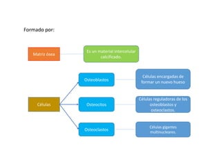 Formado por:
Matriz ósea
Es un material intercelular
calcificado.
Células
Osteoblastos
Células encargadas de
formar un nuevo hueso
Osteocitos
Células reguladoras de los
osteoblastos y
osteoclastos.
Osteoclastos
Células gigantes
multinucleares.
 