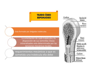 Esta formado por delgadas trabéculas.
La orientación de cada trabécula y la
disposición de sus laminillas Oseas
mineralizadas esta determinada por las
tensiones mecánicas locales.
Si cambia la dirección de los
requerimientos mecánicos a que es
sometida una trabécula ella debe
cambiar su orientación.
 