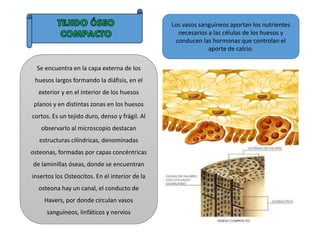Se encuentra en la capa externa de los
huesos largos formando la diáfisis, en el
exterior y en el interior de los huesos
planos y en distintas zonas en los huesos
cortos. Es un tejido duro, denso y frágil. Al
observarlo al microscopio destacan
estructuras cilíndricas, denominadas
osteonas, formadas por capas concéntricas
de laminillas óseas, donde se encuentran
insertos los Osteocitos. En el interior de la
osteona hay un canal, el conducto de
Havers, por donde circulan vasos
sanguíneos, linfáticos y nervios
Los vasos sanguíneos aportan los nutrientes
necesarios a las células de los huesos y
conducen las hormonas que controlan el
aporte de calcio.
 
