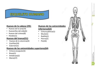 Huesos de la cabeza (29):
• Huesos de la cara(14)
• Huesecillos del oído(6)
• Huesos del cráneo(8)
• Hioides(1)
Huesos del tronco(51)
• Huesos de la columna(26
• Costillas(24)
• Esternón(1)
Huesos de las extremidades superiores(64)
• Cintura escapular(2)
• Brazo(1)
• Antebrazo(2)
• Mano(27)
Huesos de las extremidades
inferiores(62)
• Cintura pélvica(1)
• Muslo(1)
• Rodilla(1)
• Pierna(2)
• Pie(26)
 
