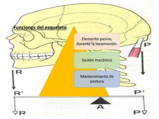 Funciones del esqueleto:
Elemento pasivo,
durante la locomoción.
Sostén mecánico
Mantenimiento de
postura
 