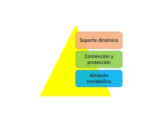 Soporte dinámico
Contención y
protección
Almacén
metabólico
 
