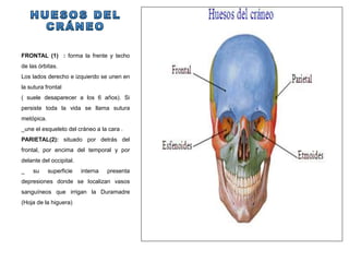 FRONTAL (1) : forma la frente y techo
de las órbitas.
Los lados derecho e izquierdo se unen en
la sutura frontal
( suele desaparecer a los 6 años). Si
persiste toda la vida se llama sutura
metópica.
_une el esqueleto del cráneo a la cara .
PARIETAL(2): situado por detrás del
frontal, por encima del temporal y por
delante del occipital.
_ su superficie interna presenta
depresiones donde se localizan vasos
sanguíneos que irrigan la Duramadre
(Hoja de la higuera)
 