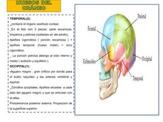TEMPORAL(2):
_contiene el órgano vestíbulo coclear.
_En el feto son 3 piezas: parte escamosa,
timpánica y petrosa (soldadas en ele adulto).
Apófisis cigomática ( porción escamosa ) +
apófisis temporal (hueso malar) = arco
cigomático.
_ La porción petrosa alberga al oído interno y
medio ( audición y equilibrio ).
OCCIPITAL(1):
-Agujero magno : gran orificio por donde pasa
el bulbo raquídeo y las arterias vertebral y
espinal.
_Cóndilos occipitales. Apófisis situadas a cada
lado del agujero magno y que se articulan con
el atlas.
Protuberancia posterior externa. Proyección de
la superficie superior.
 