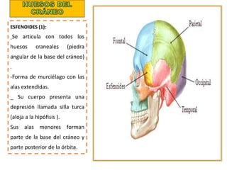 ESFENOIDES (1):
_Se articula con todos los
huesos craneales (piedra
angular de la base del cráneo)
.
-Forma de murciélago con las
alas extendidas.
_ Su cuerpo presenta una
depresión llamada silla turca
(aloja a la hipófisis ).
Sus alas menores forman
parte de la base del cráneo y
parte posterior de la órbita.
 