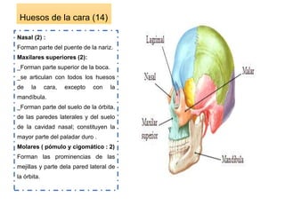 Huesos de la cara (14)
Nasal (2) :
Forman parte del puente de la nariz.
Maxilares superiores (2):
_Forman parte superior de la boca.
_se articulan con todos los huesos
de la cara, excepto con la
mandíbula.
_Forman parte del suelo de la órbita,
de las paredes laterales y del suelo
de la cavidad nasal; constituyen la
mayor parte del paladar duro .
Molares ( pómulo y cigomático : 2)
Forman las prominencias de las
mejillas y parte dela pared lateral de
la órbita.
 