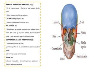 MAXILAR INFERIOR O MANDÍBULA (1):
_Es el mas grande y fuerte de los huesos de la
cara.
_Único hueso móvil de la cabeza.
LACRIMALES(unguis; (2):
_Huesos mas pequeños de la cara.
PALATINOS (2):
_Constituyen la porción posterior del paladar duro,
parte del suelo y la pared lateral de la cavidad
nasal y una pequeña porción de las órbitas.
CORNETES NASALES INFERIORES (2):
_ Huesos en forma de rollo.
_Forman parte de la pared lateral de la cavidad
nasal.
_No forman parte del etmoides.
Vómer (1):
_Hueso triangular , forma la porción posterior e
inferior del tabique nasal
 