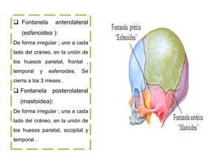  Fontanela anterolateral
(esfenoidea ):
De forma irregular ; uno a cada
lado del cráneo, en la unión de
los huesos parietal, frontal ,
temporal y esfenoides. Se
cierra a los 3 meses .
 Fontanela posterolateral
(mastoidea):
De forma irregular ; una a cada
lado del cráneo, en la unión de
los huesos parietal, occipital y
temporal .
 