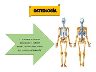 Es la rama de la anatomía
descriptiva que trata del
estudio científico de los huesos
que conforman el esqueleto.
 
