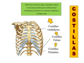 COSTILLAS: Son huesos largos, arqueados y planos
Se articulan por detrás con la vértebra dorsal
Por delante se articulan con el esternón mediante el
cartílago costal
Costillas
verdaderas
Costillas
Falsas
Costillas
Flotantes
 