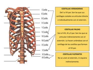 COSTILLAS VERDADERAS
Del I a VII par. Son las que sus
cartílagos costales se articulan directa
e individualmente con el esternón.
COSTILLAS FALSAS
Son el VIII, IX y X par. Son las que se
articulan indirectamente con el
esternón. Lo hacen uniéndose con el
cartílago de las costillas que forman
el VII par.
COSTILLAS FLOTANTES
No se unen al esternón, ni siquiera
indirectamente.
 